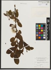 Foto von Salix appendiculata Vill.